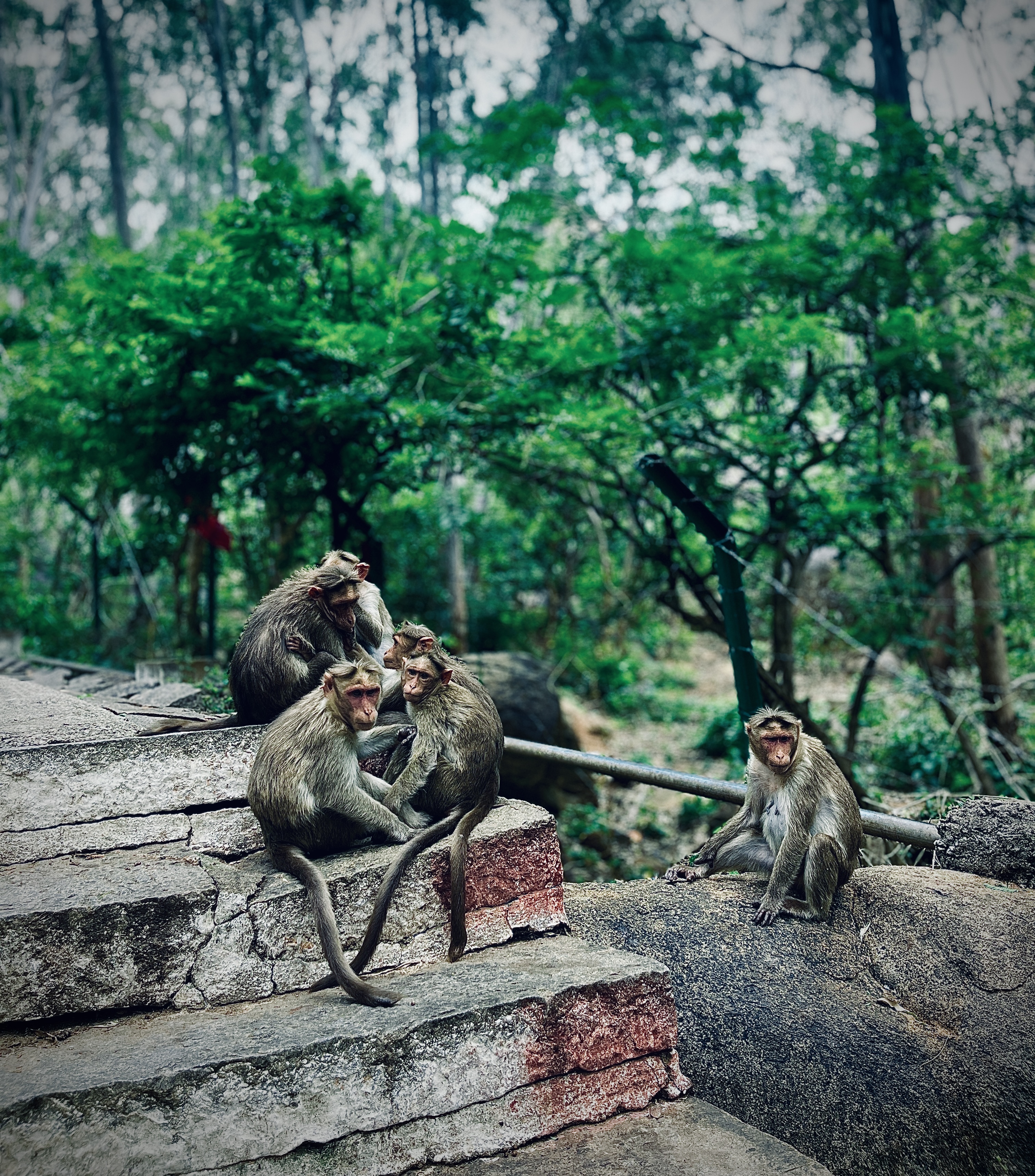 Local Residents (Monkeys)